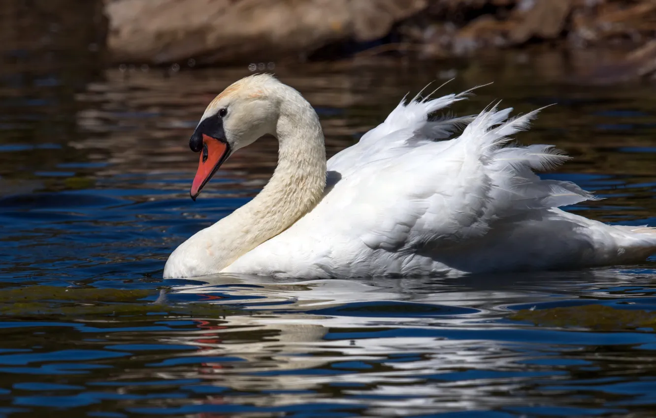Photo wallpaper water, bird, ruffle, profile, swans, pond
