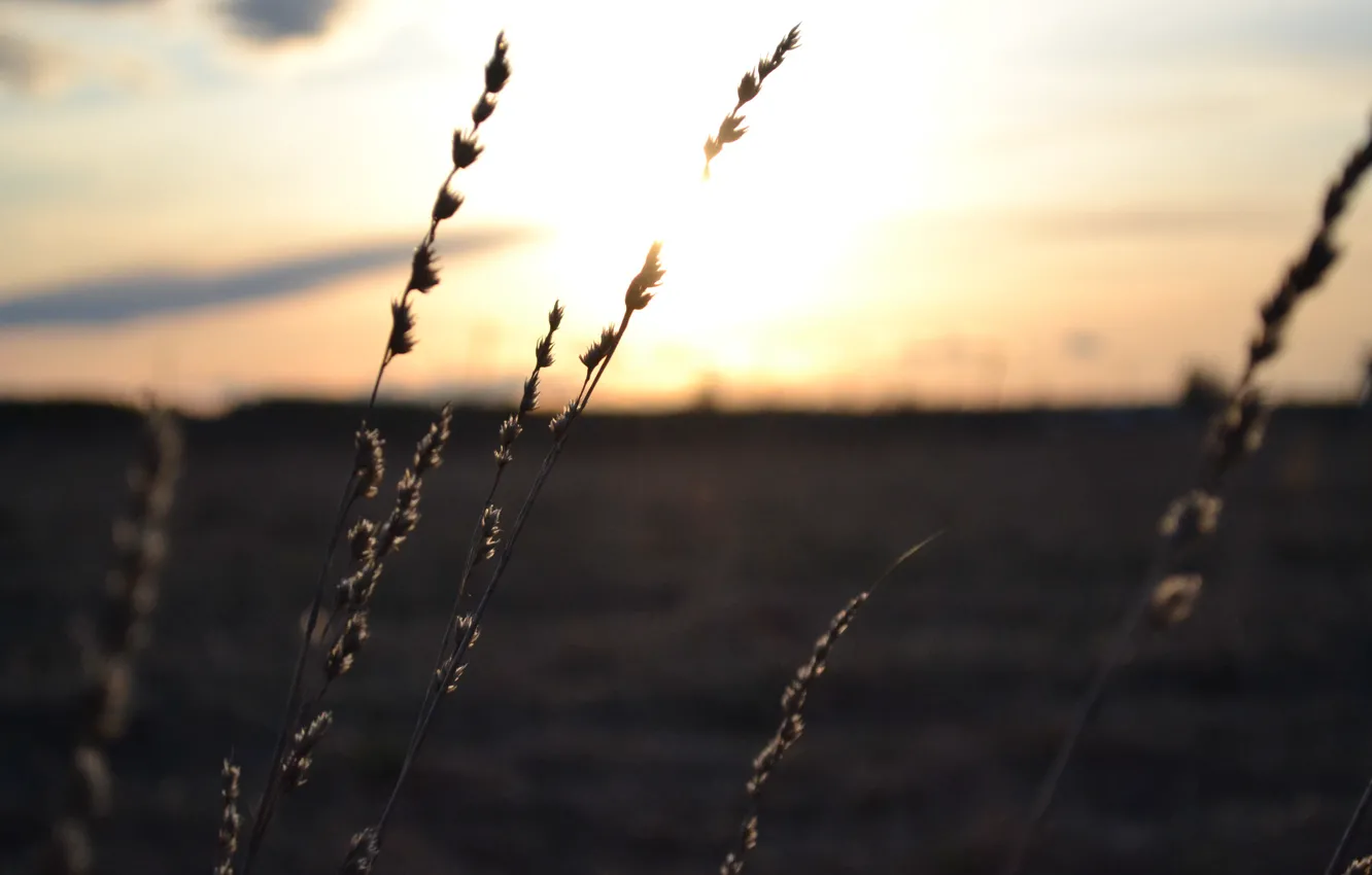 Photo wallpaper field, the sky, the sun, macro, landscape, sunset, nature, beauty