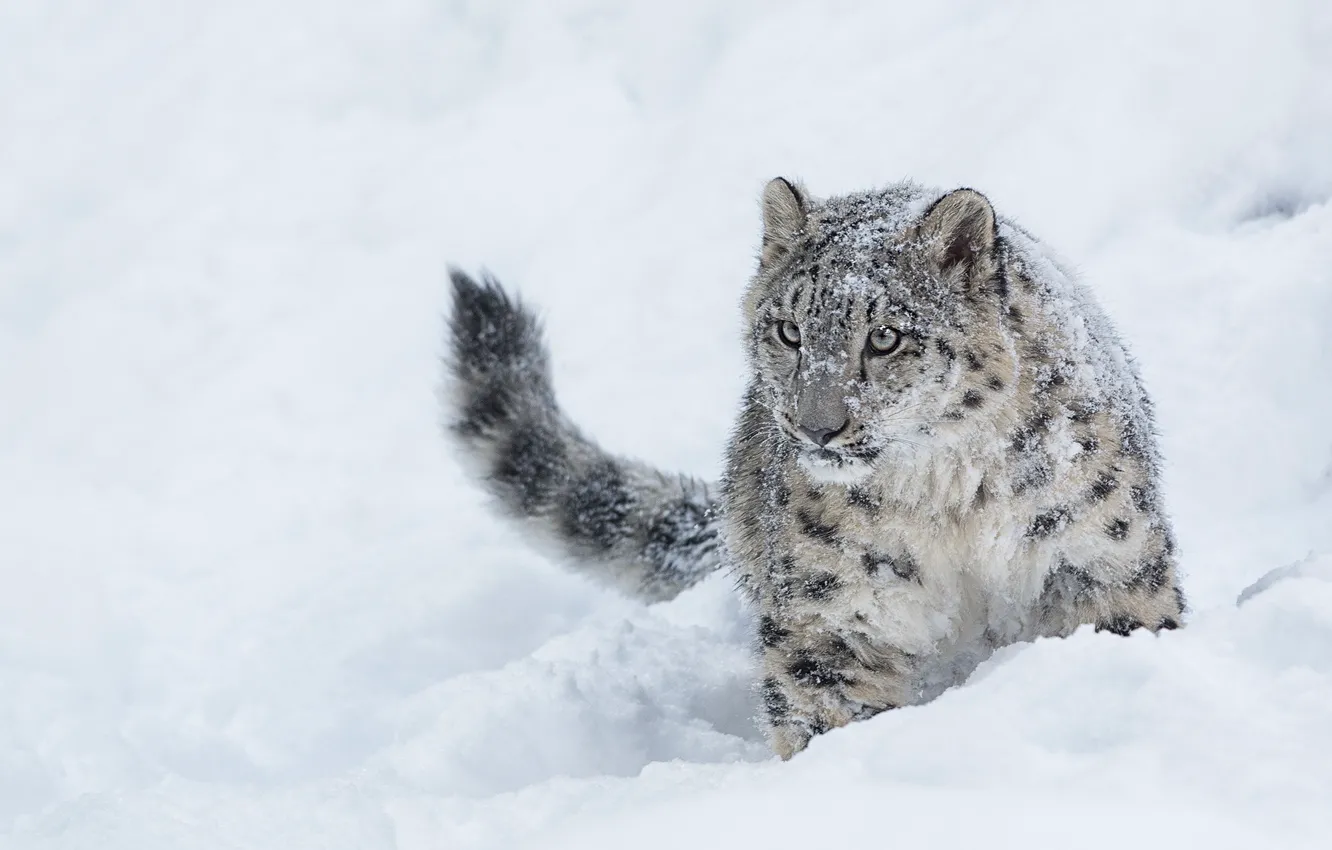 Photo wallpaper winter, snow, IRBIS, snow leopard, young