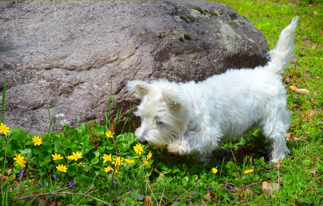 Photo wallpaper Nature, Spring, Dog, Flowers, Flowers, Spring, Buttercups, The West highland white Terrier