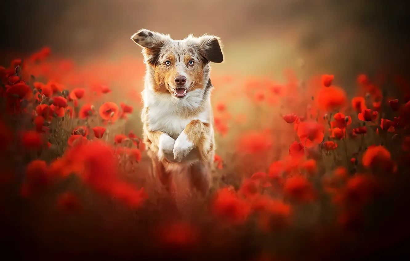 Photo wallpaper each, Maki, dog