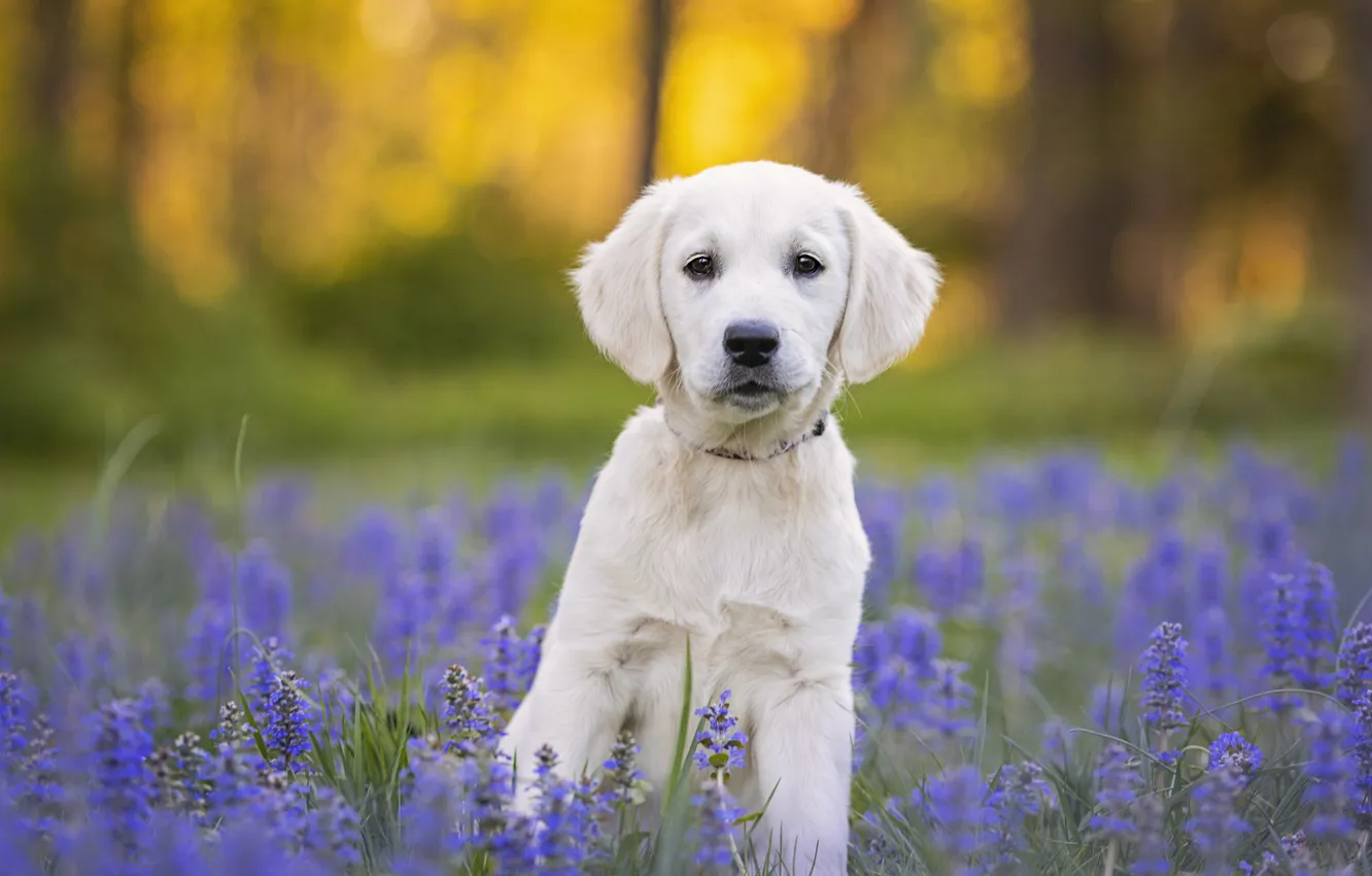Photo wallpaper look, flowers, glade, dog, puppy, face, Labrador, bokeh