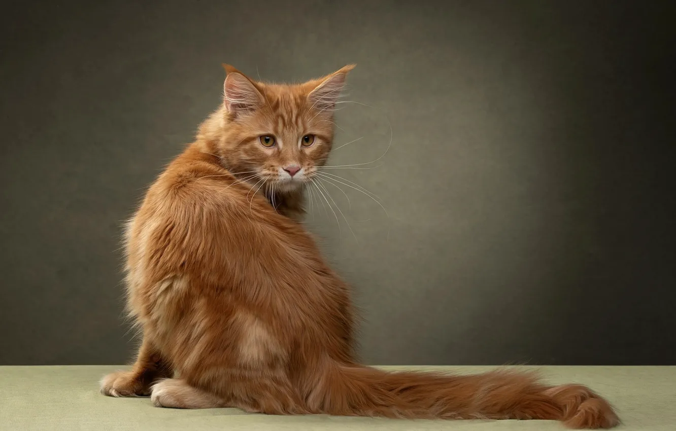 Photo wallpaper cat, look, background, red, tail, Maine Coon, Svetlana Pisareva