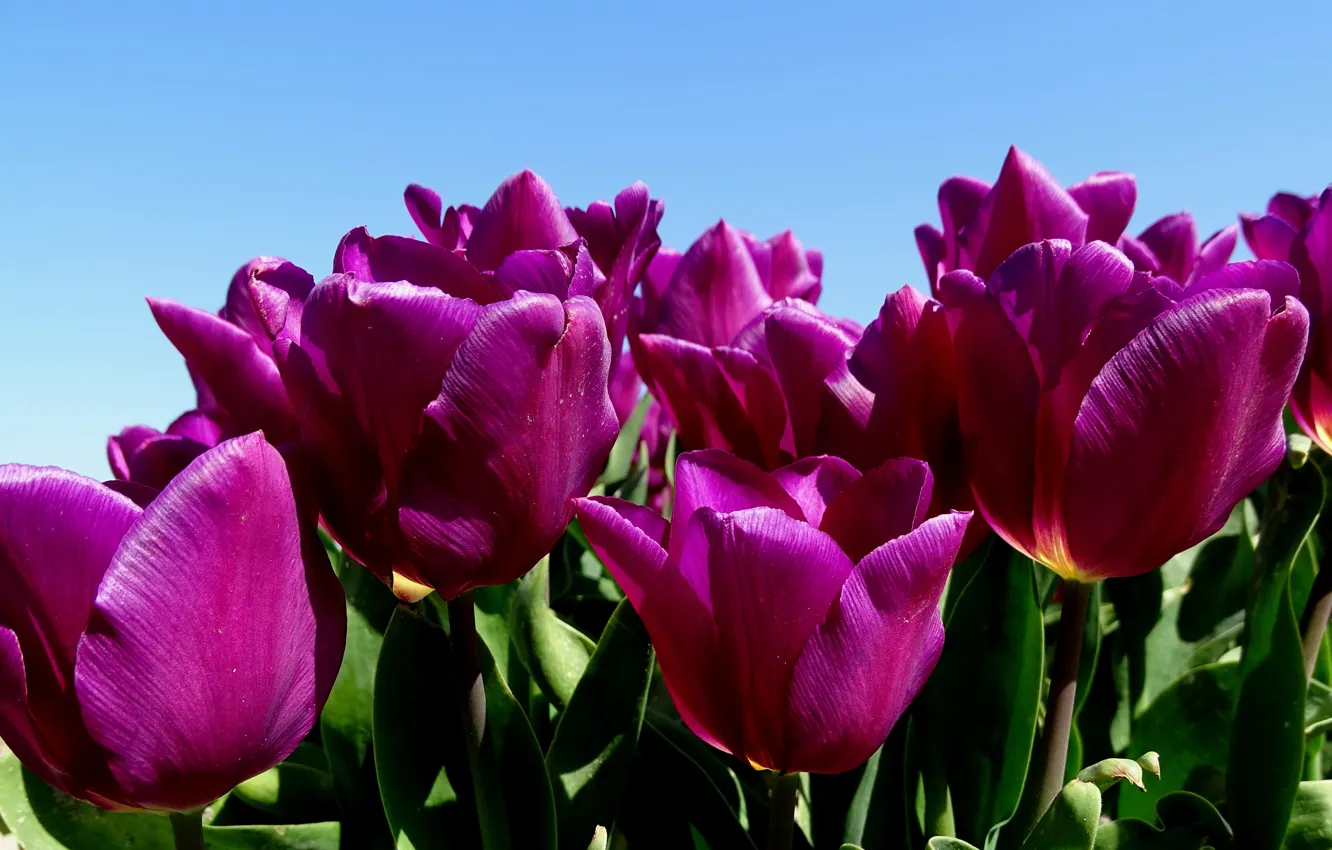 Photo wallpaper purple, tulips, buds