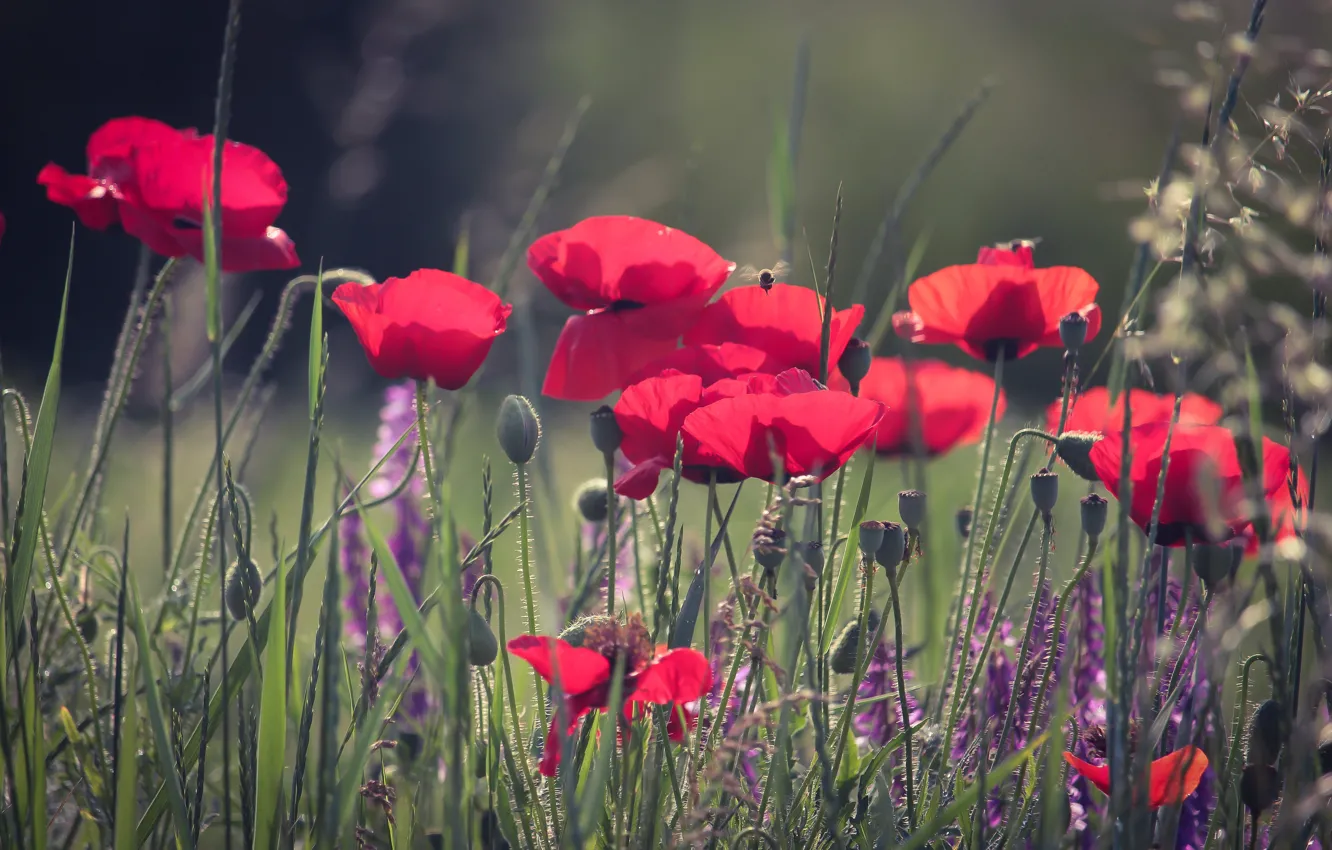 Photo wallpaper summer, flowers, red, bee, Maki