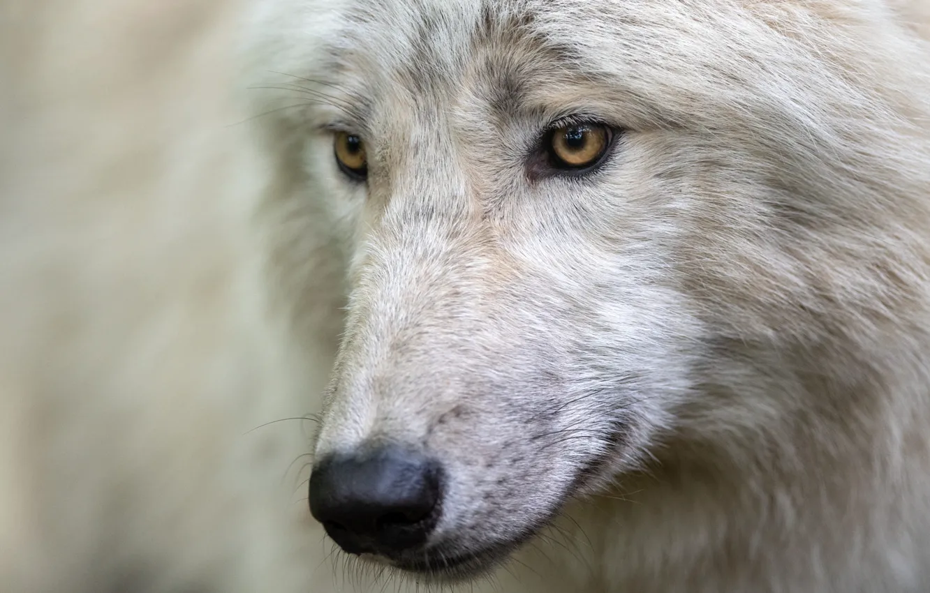 Photo wallpaper white, look, face, close-up, wolf, portrait, polar
