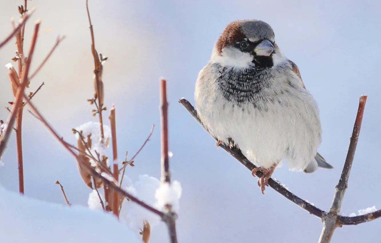 Photo wallpaper snow, branches, background, bird, Sparrow
