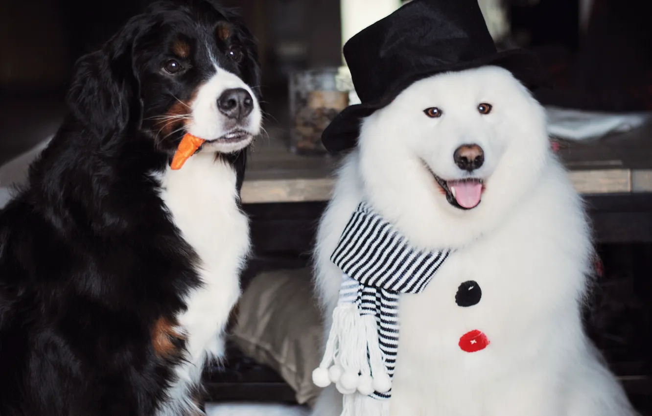Photo wallpaper look, pose, new year, dog, Christmas, snowman, face, Samoyed