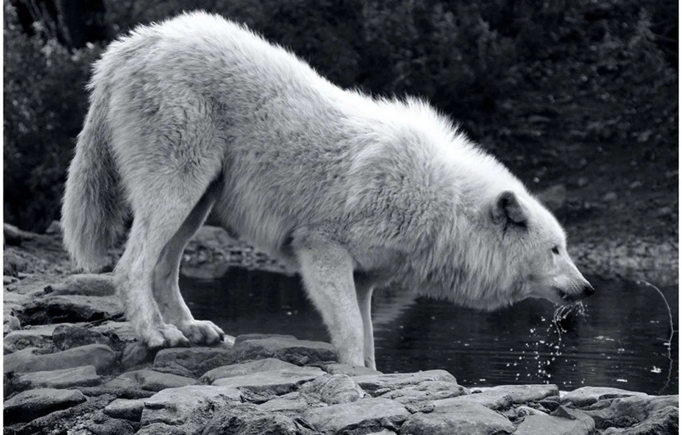 Photo wallpaper Predator, nature, animal, wolf, wildlife, portrait, portrait., Canis lupus. face