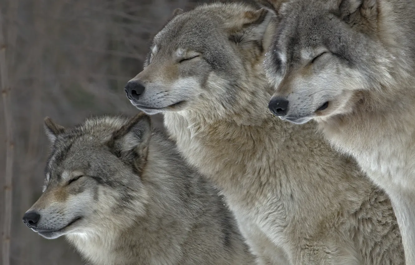 Photo wallpaper animals, nature, wolves, fur