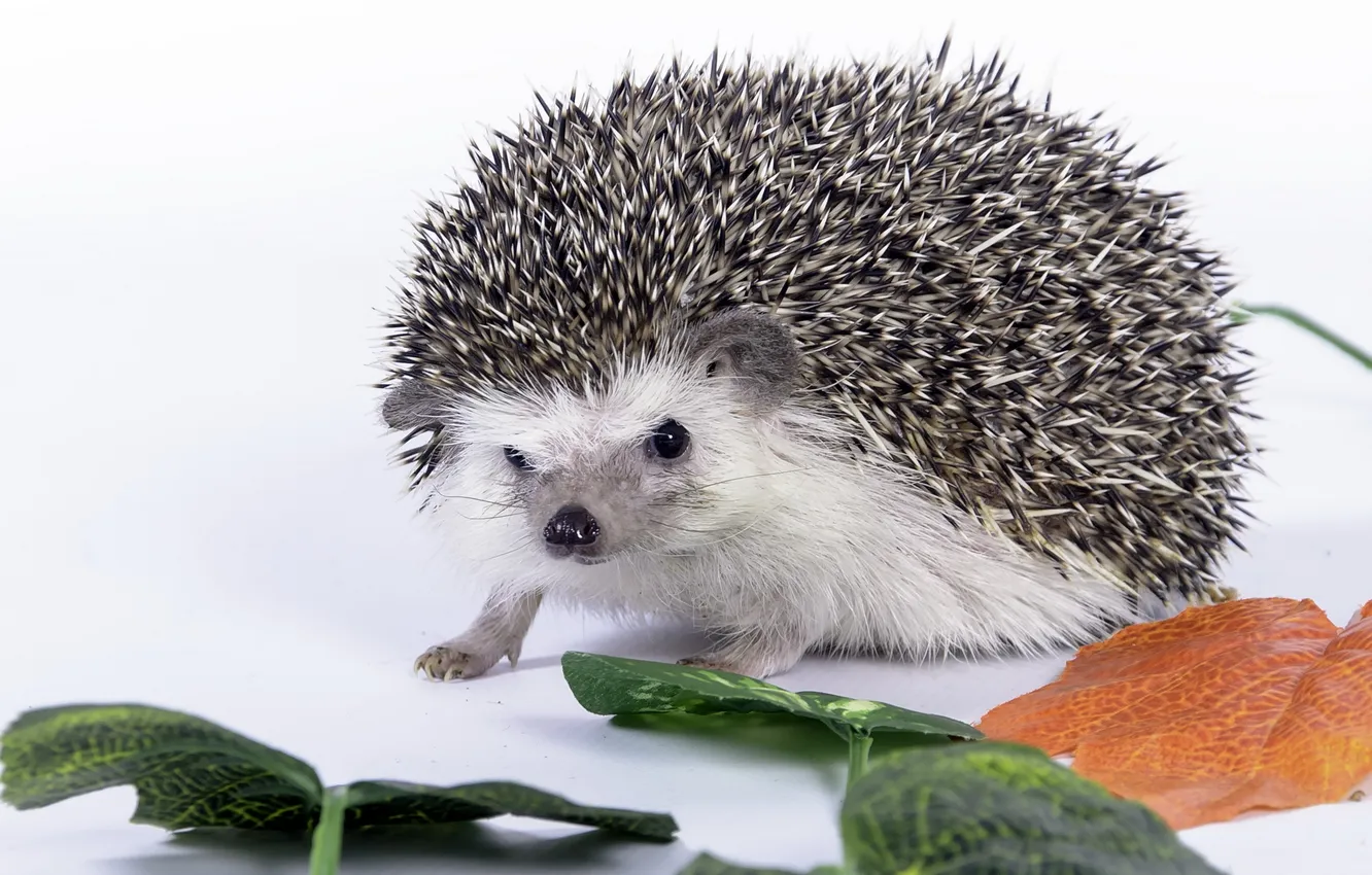 Photo wallpaper leaves, background