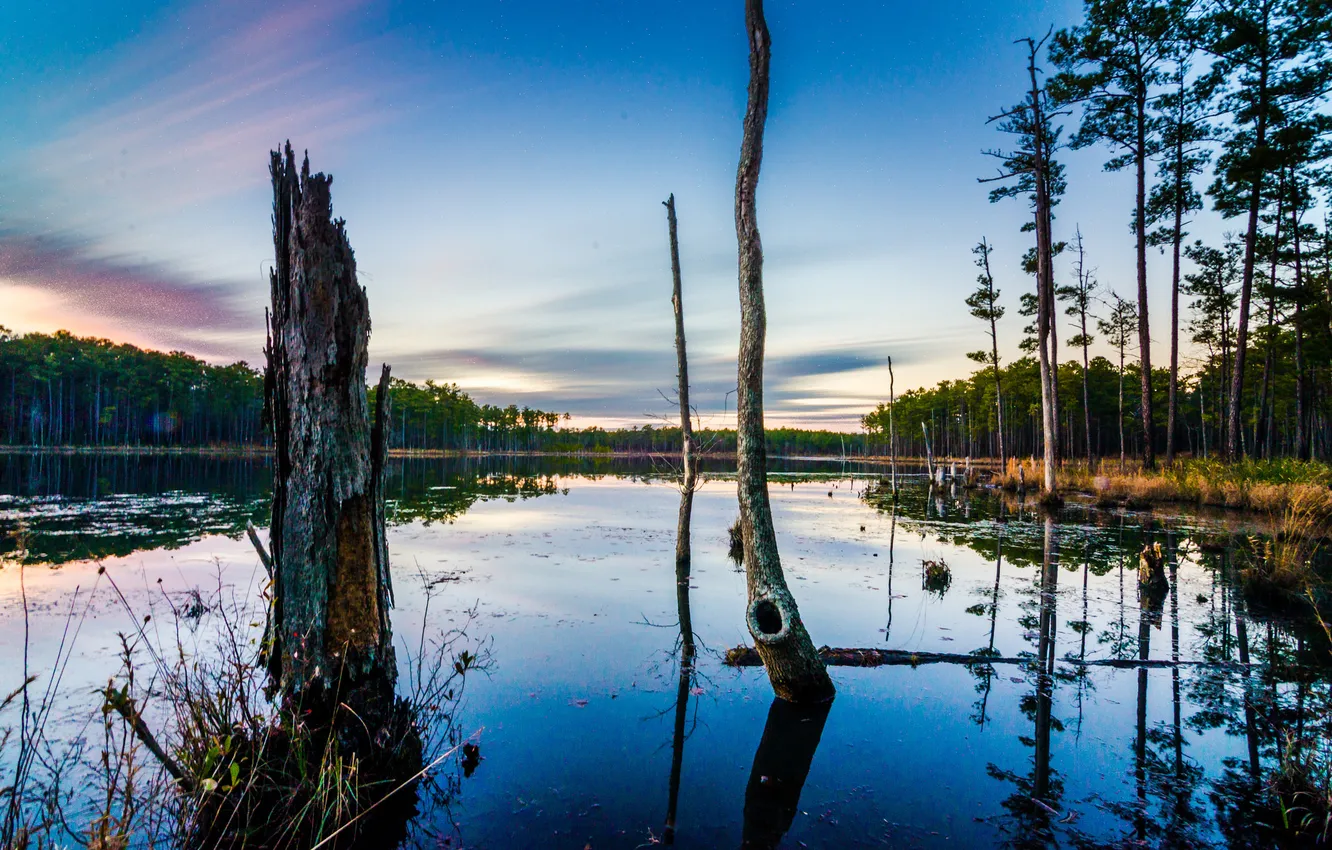 Photo wallpaper forest, the sky, trees, lake, the evening