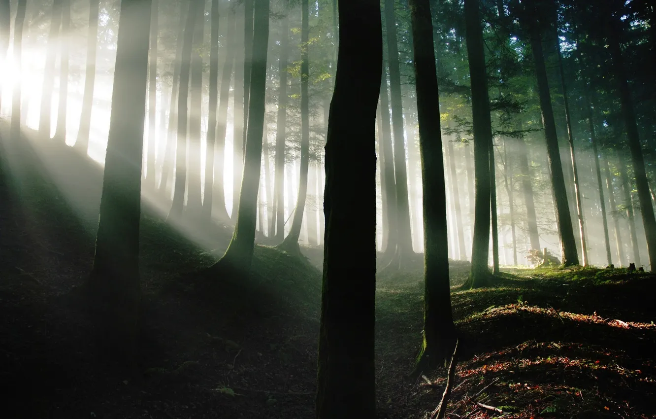 Photo wallpaper forest, the sun, nature, morning