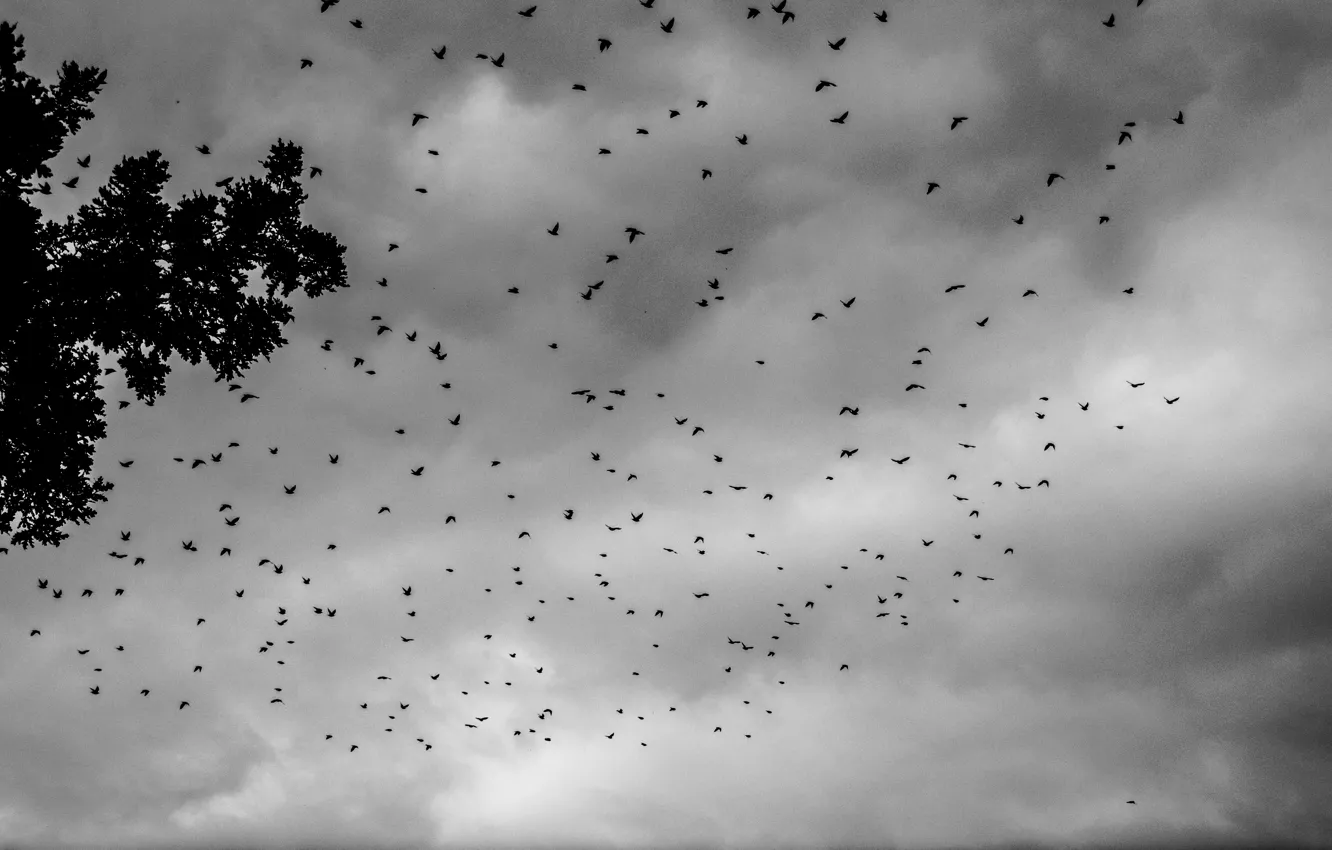 Photo wallpaper black & white, summer, sky, clouds, tree, birds, Swarm, Crowes