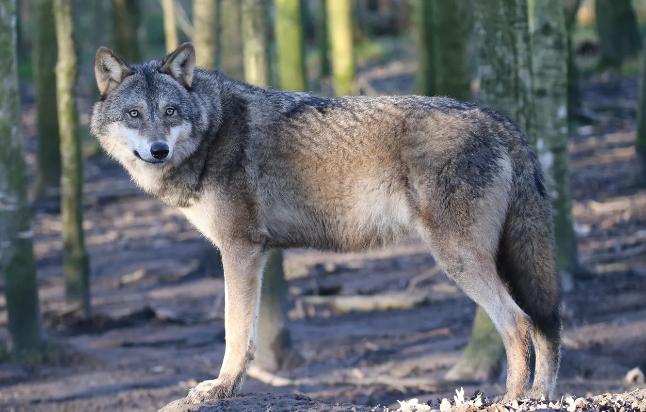 Photo wallpaper predator, wool, European wolf