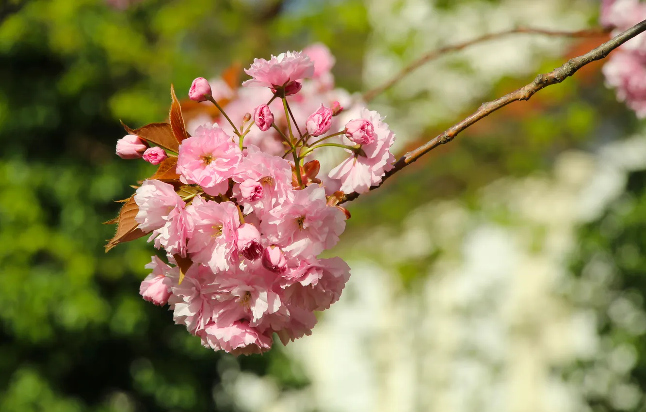 Photo wallpaper flower, spring, Japanese cherry