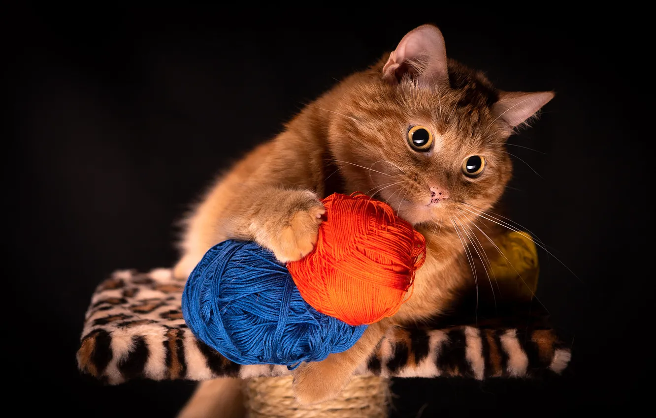 Photo wallpaper cat, cat, look, tangle, pose, the game, red, black background