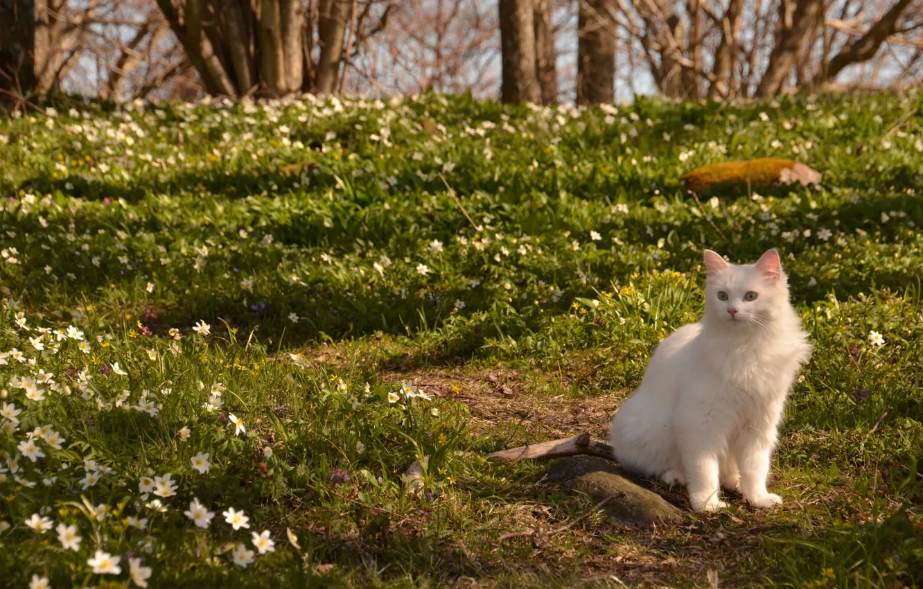 Photo wallpaper cat, cat, flowers, nature, spring, anemone