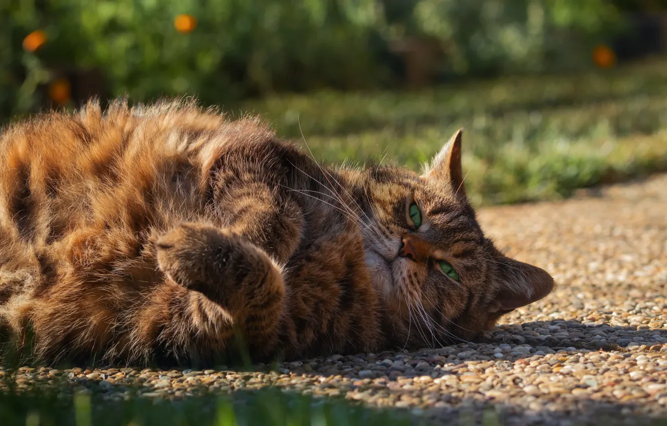 Photo wallpaper cat, cat, lies, kitty