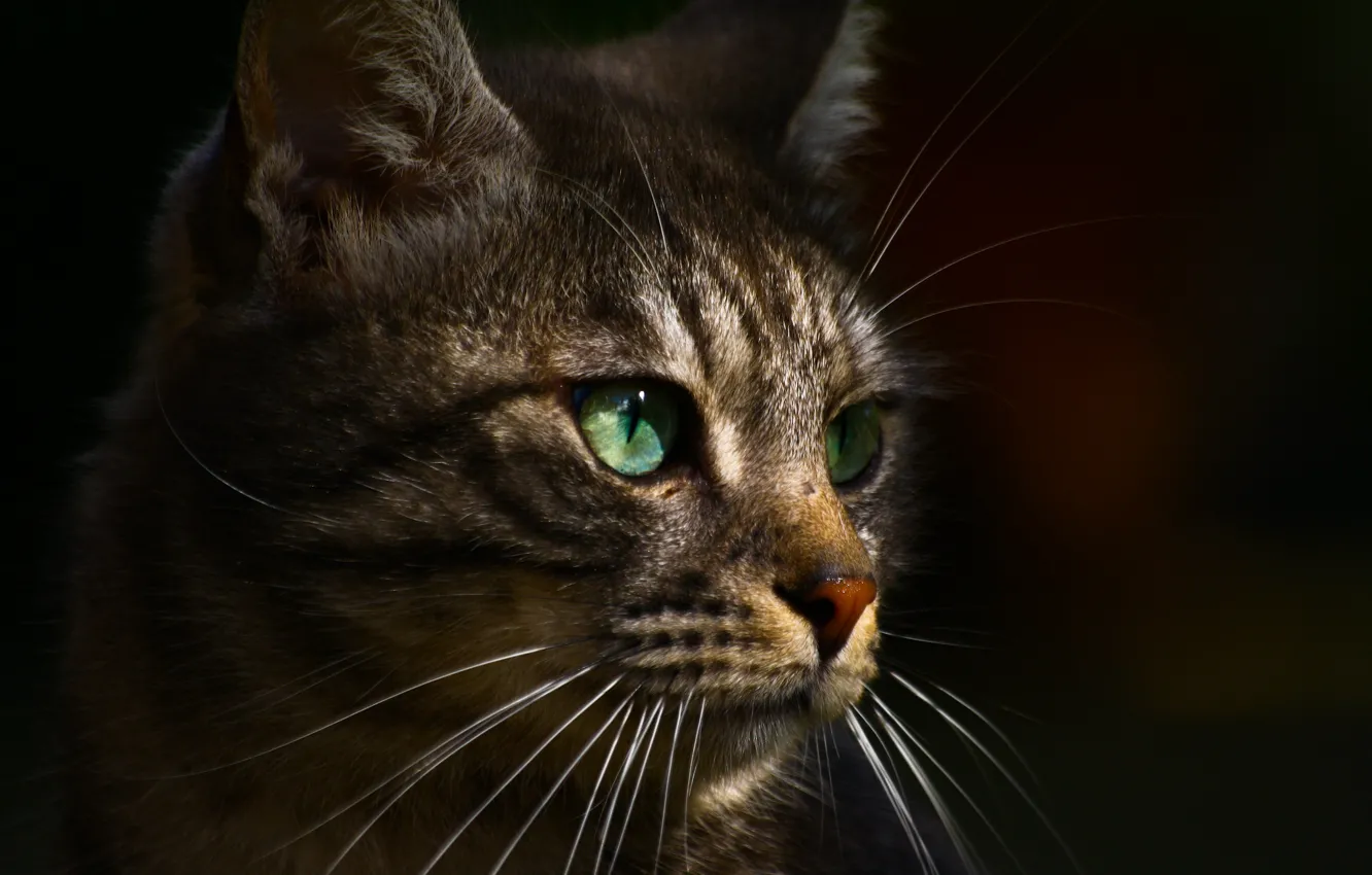 Photo wallpaper eyes, cat, green, grey, profile