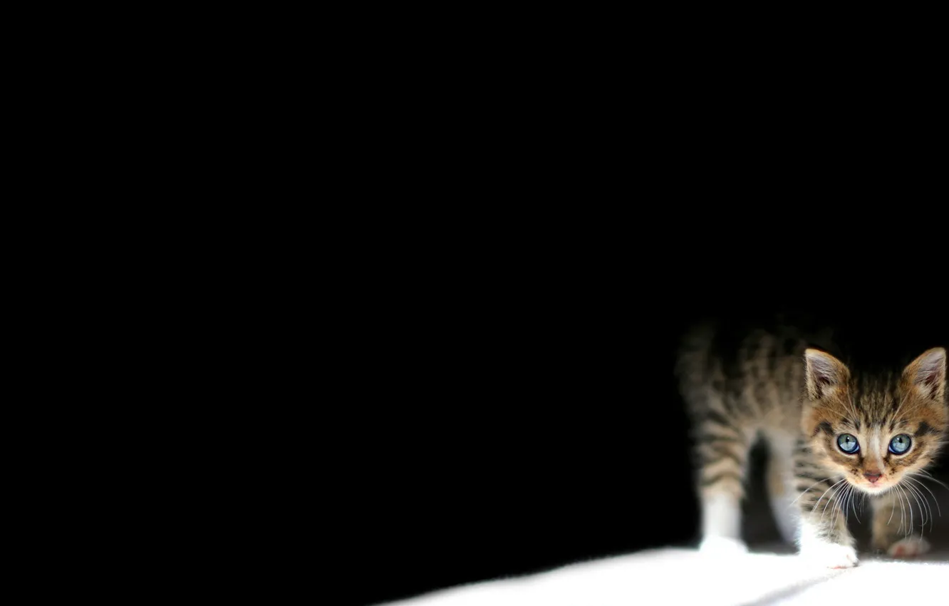 Photo wallpaper darkness, small, kitty
