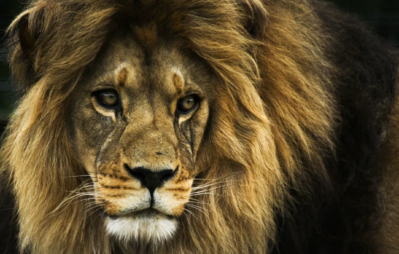 Photo wallpaper Leo, the king of beasts, lion