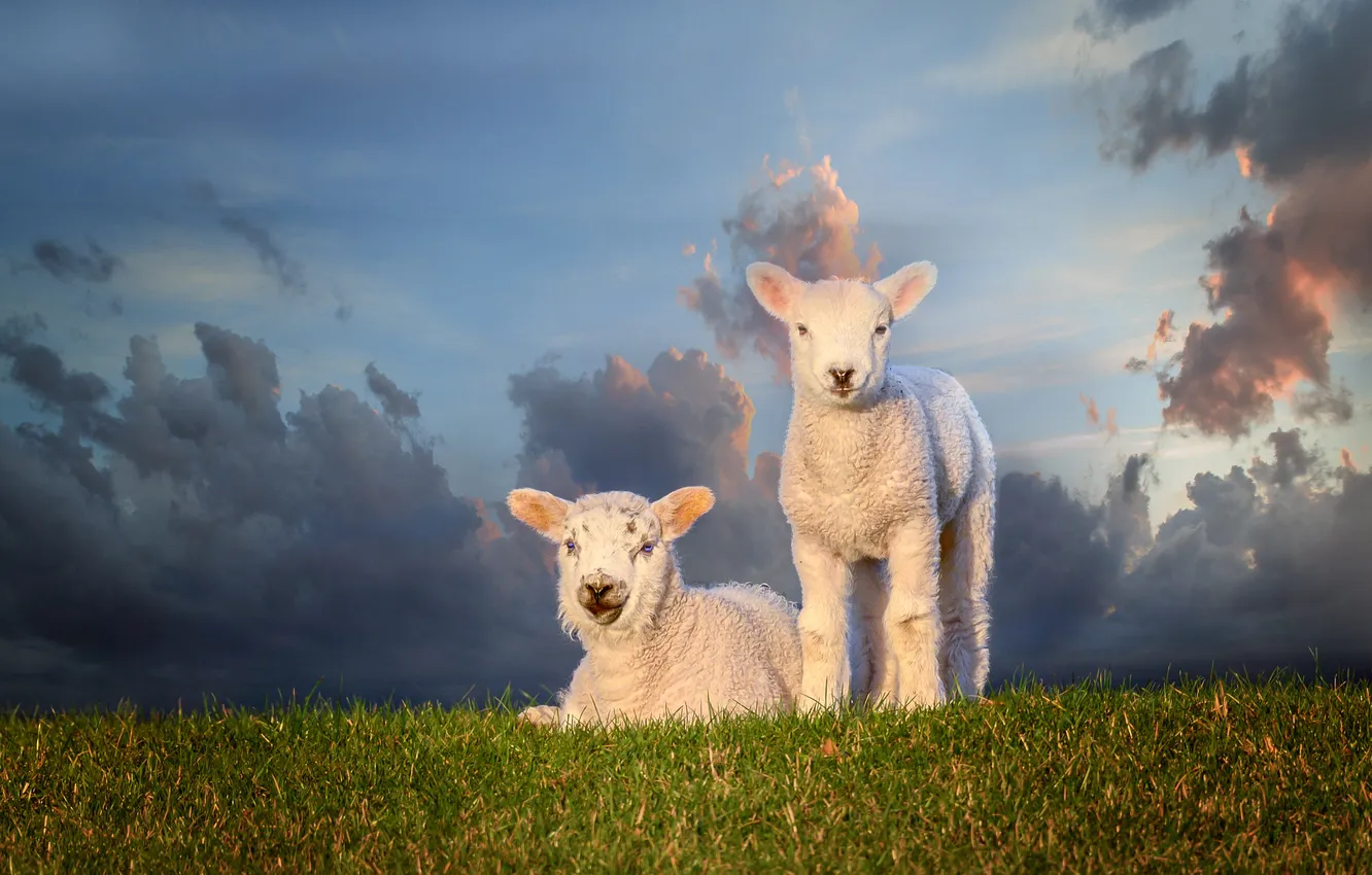 Photo wallpaper field, the sky, grass, clouds, light, sheep, baby, white