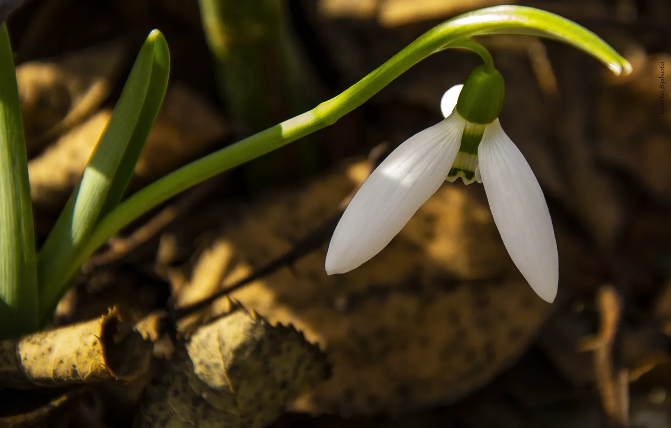 Photo wallpaper flower, spring, snowdrop, beauitiful