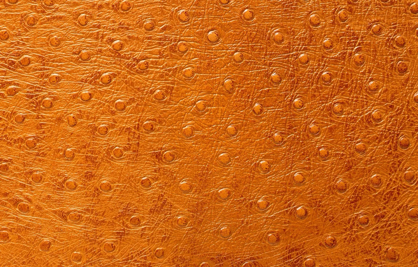 Photo wallpaper texture, leather, animal texture, background desktop, dressing