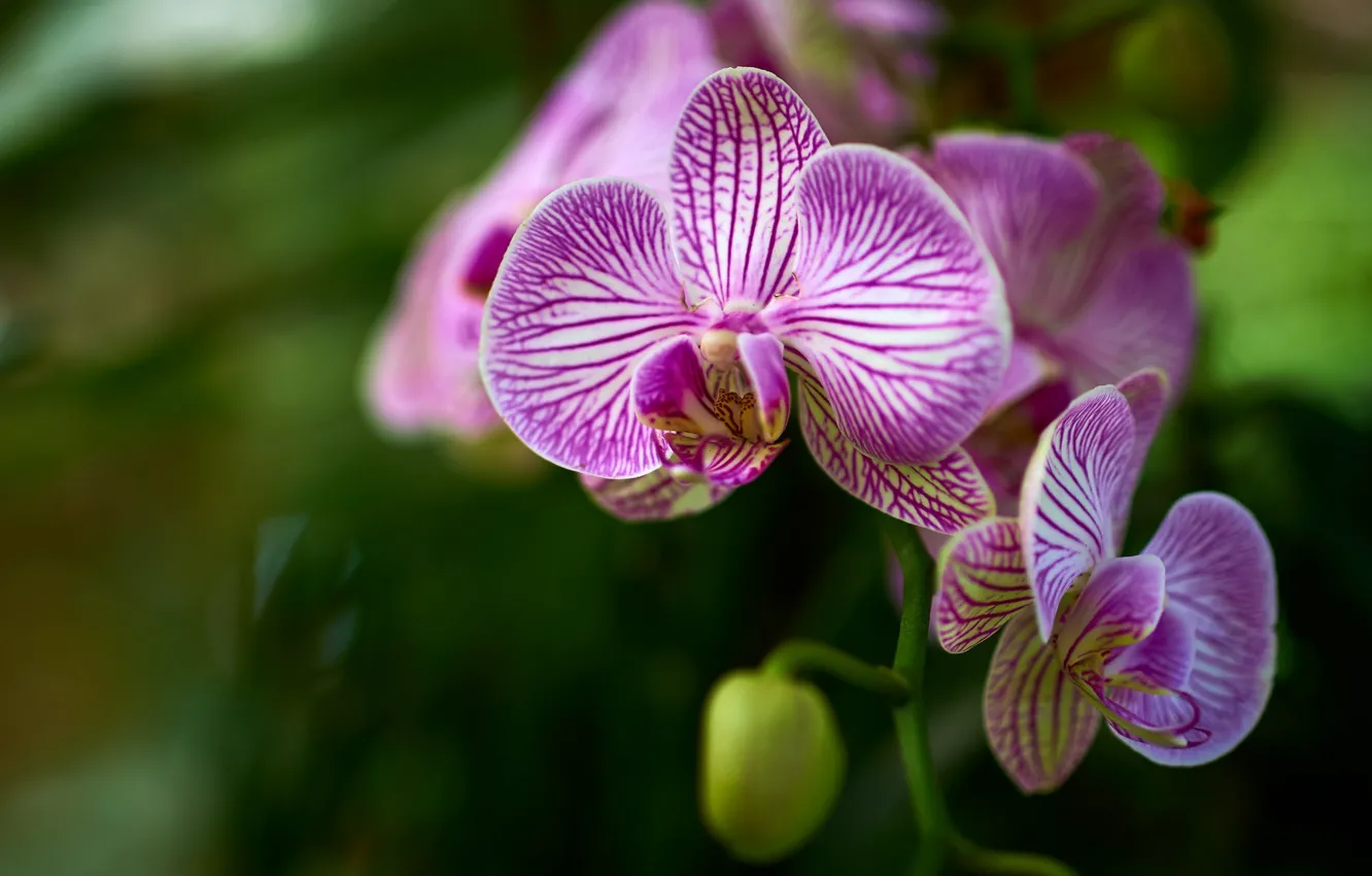 Photo wallpaper flowers, blur, branch, orchids, green background, Orchid, bokeh, striped