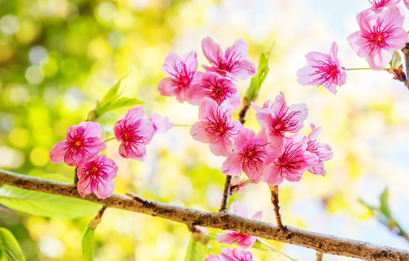 Photo wallpaper branches, spring, Sakura, flowering, pink, blossom, sakura, cherry