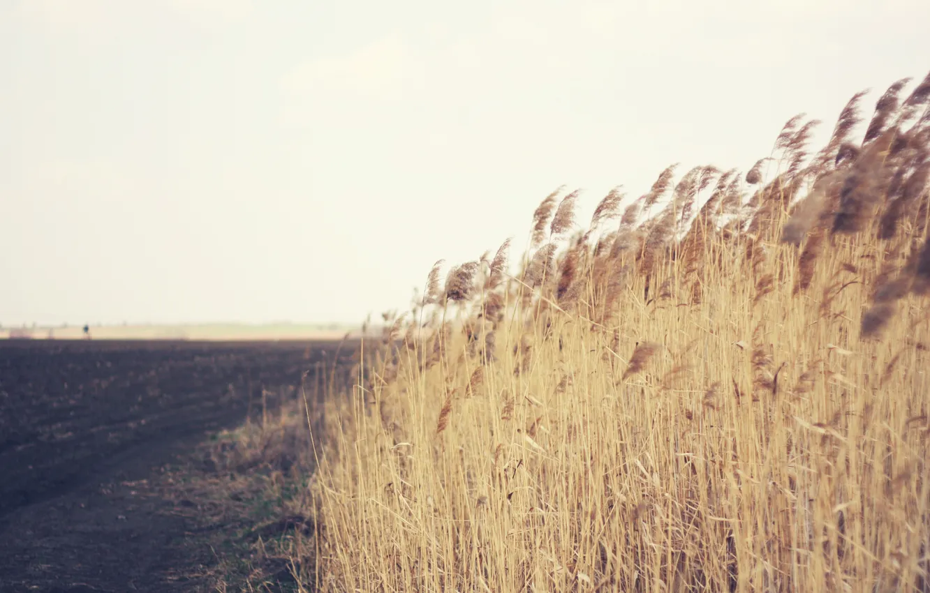 Photo wallpaper field, spikelets, a lot