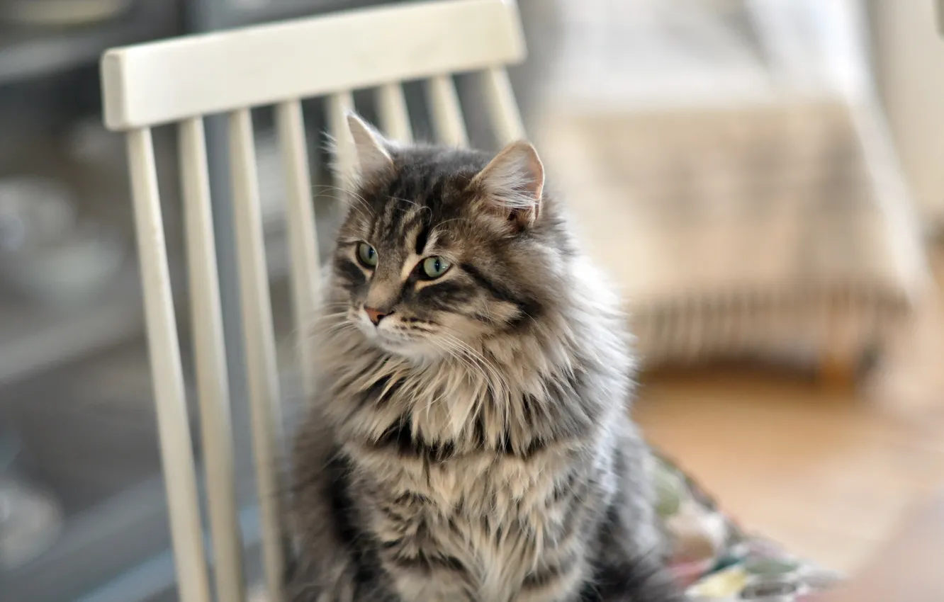 Photo wallpaper cat, background, chair