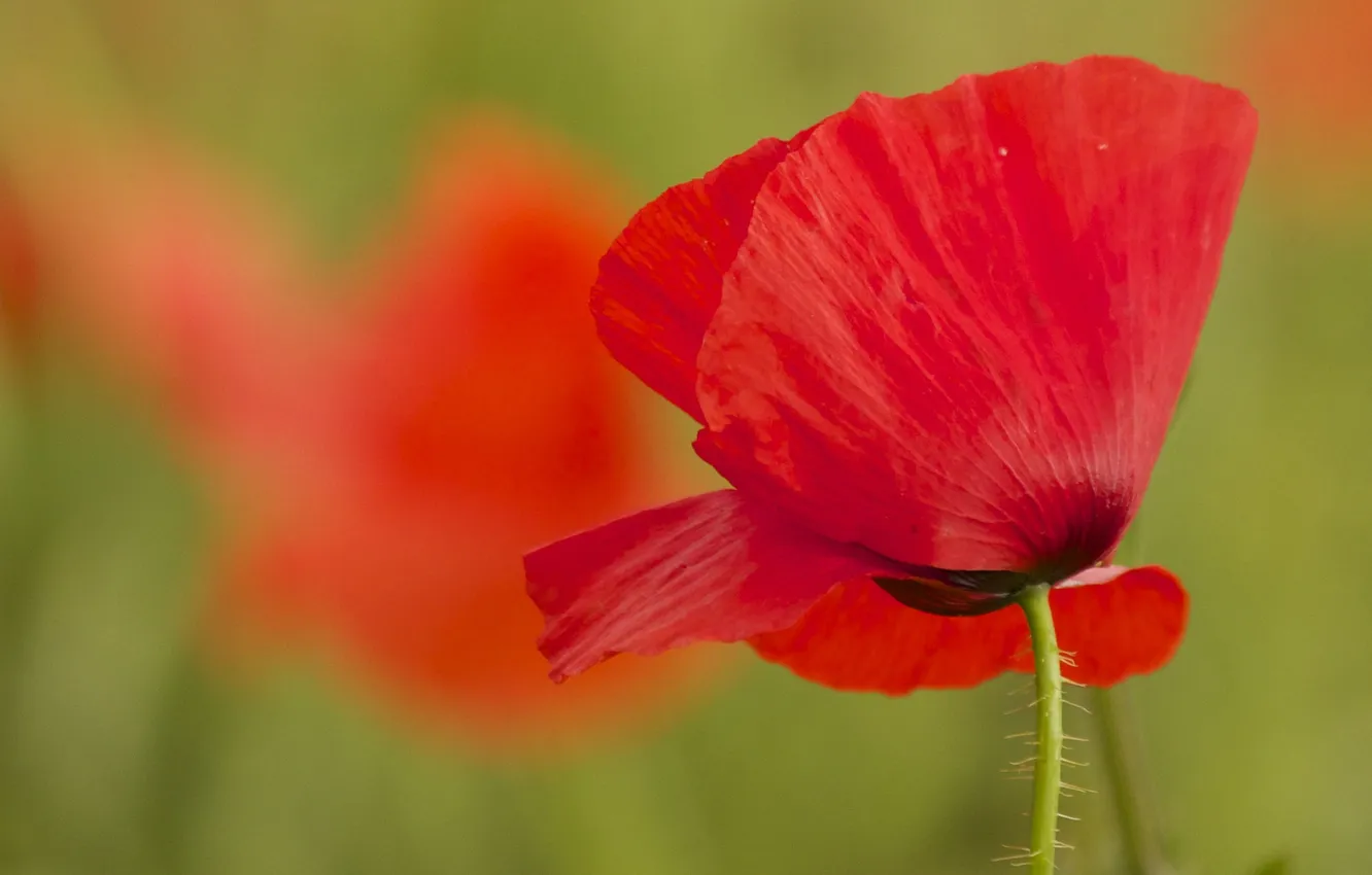 Photo wallpaper macro, nature, Mac, petals