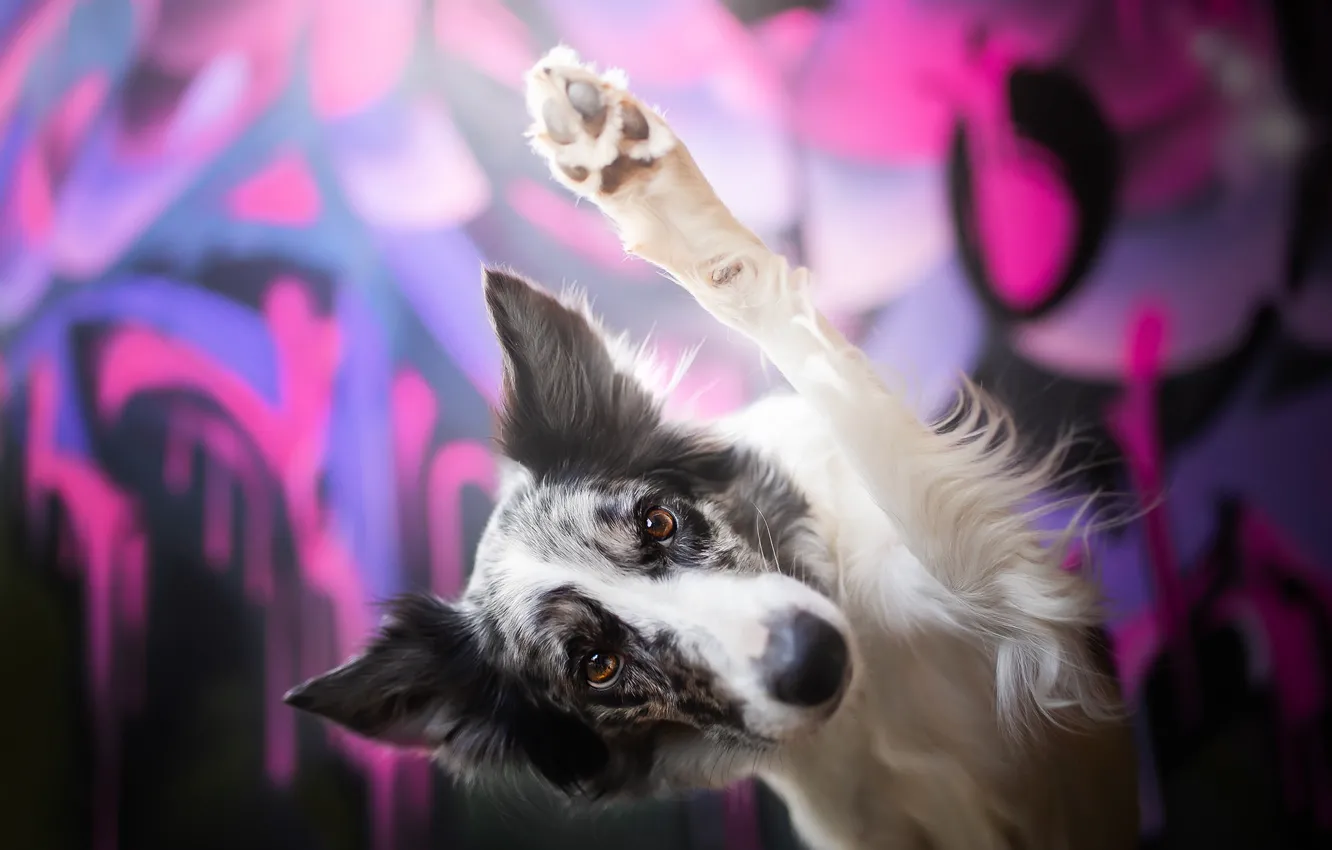 Photo wallpaper look, face, background, paw, dog, greeting, The border collie