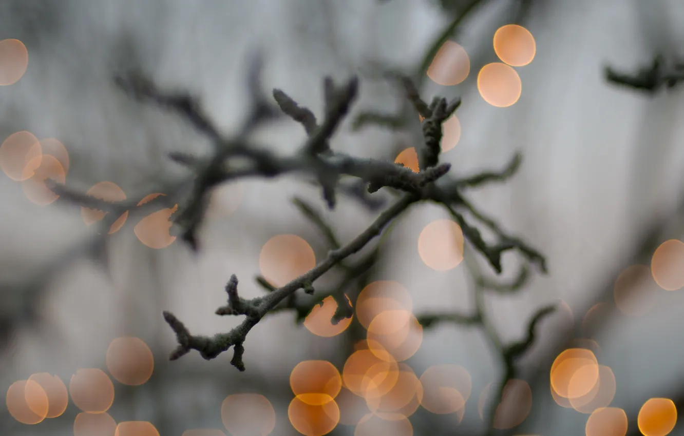 Photo wallpaper lights, branch, Christmas double