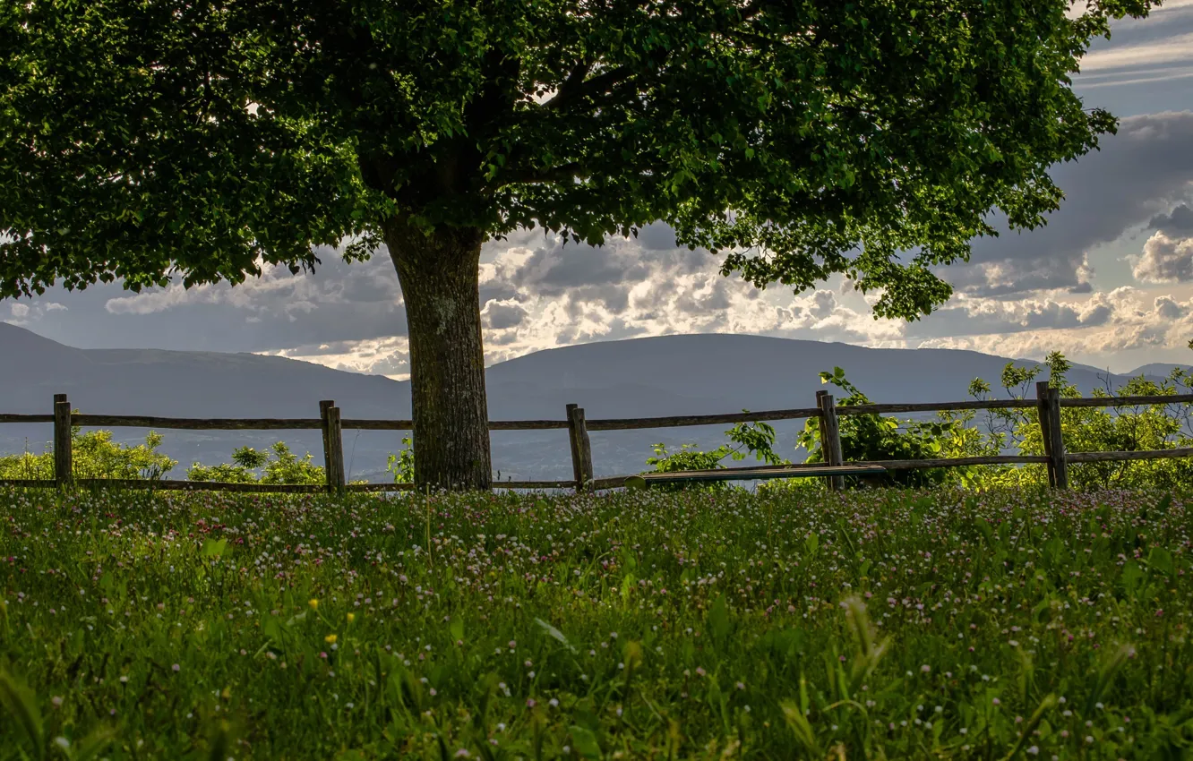 Photo wallpaper mountains, tree, the fence, meadow, clover