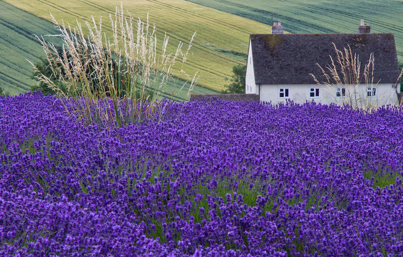 Photo wallpaper field, house, ears, lavender