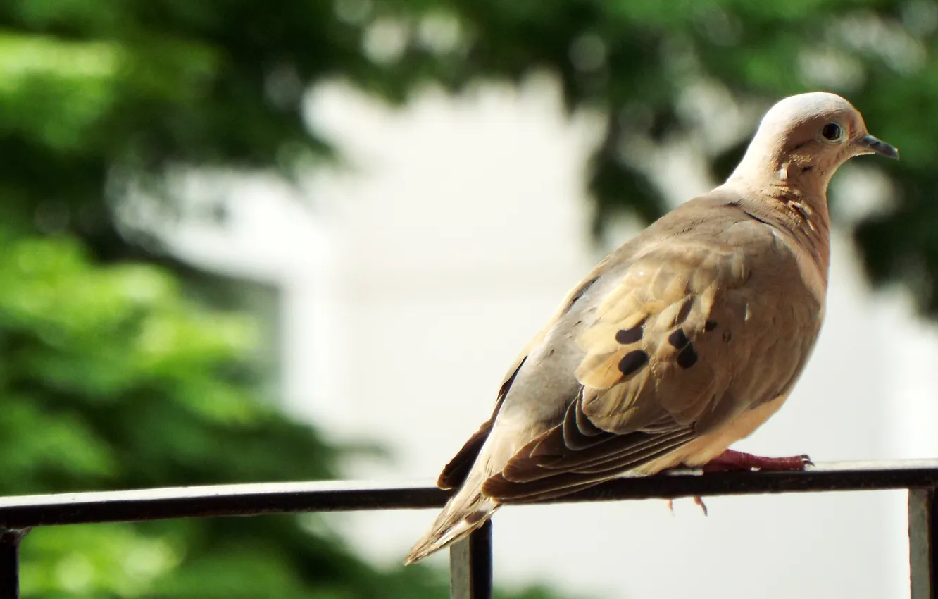 Photo wallpaper birds, pigeons, Eared Dove, Zenaida auriculata