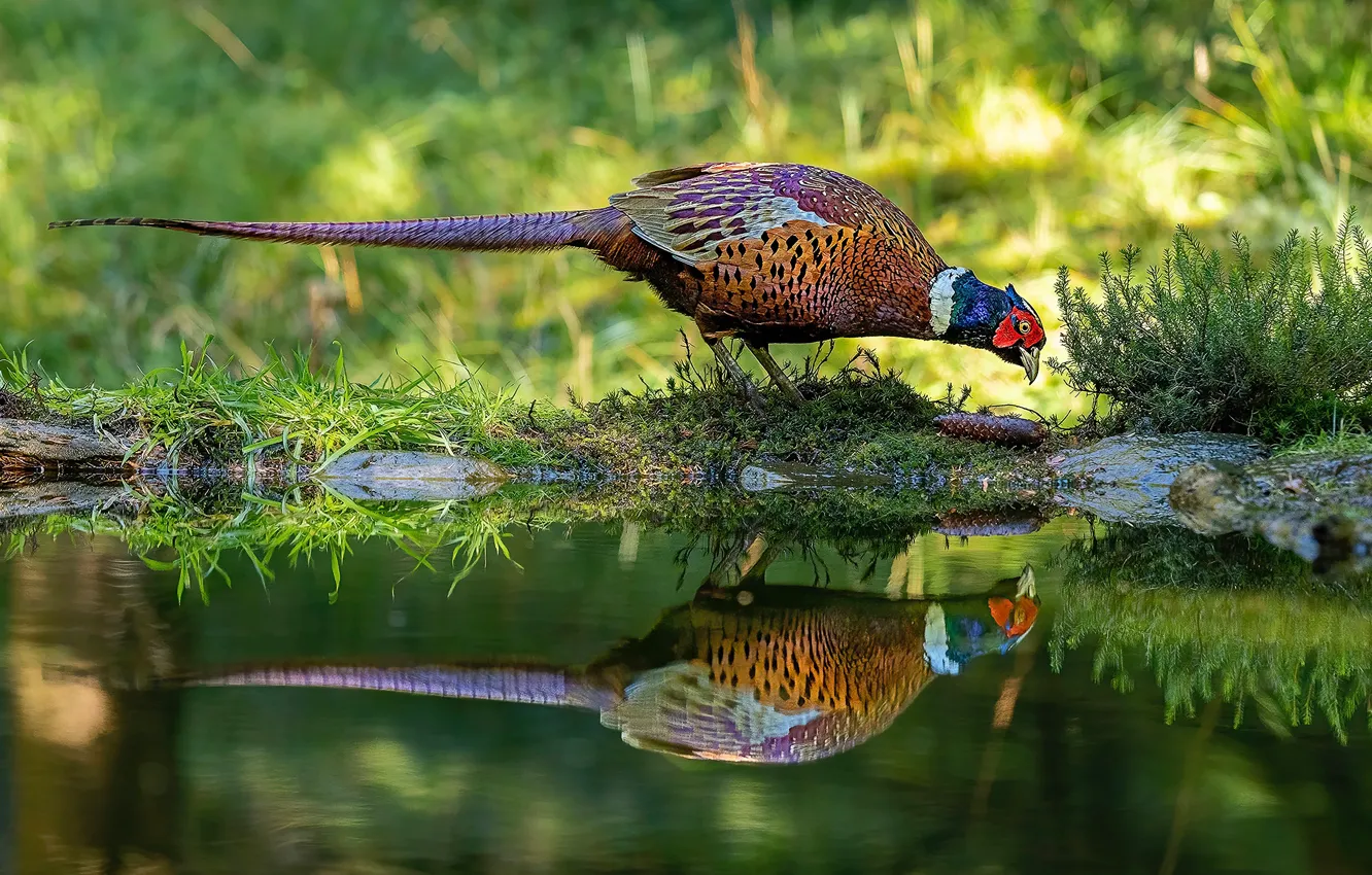 Photo wallpaper grass, water, reflection, bird, pond, pheasant, Berezhok
