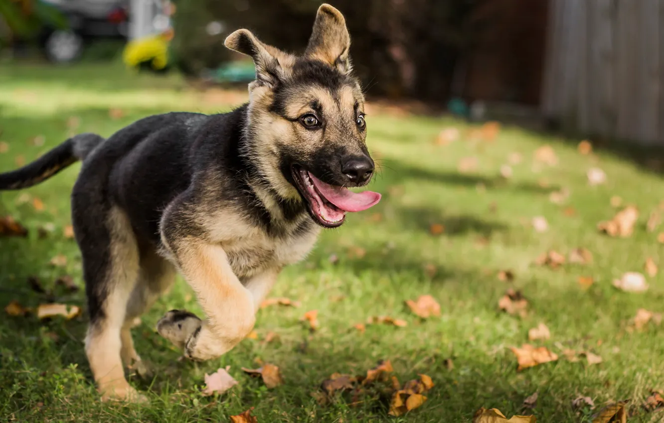 Photo wallpaper dog, friend, German Shepherd