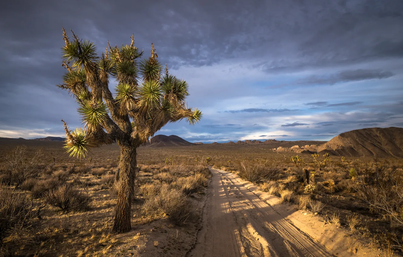 Photo wallpaper Joshua Tree National Park, san bernardino county, California