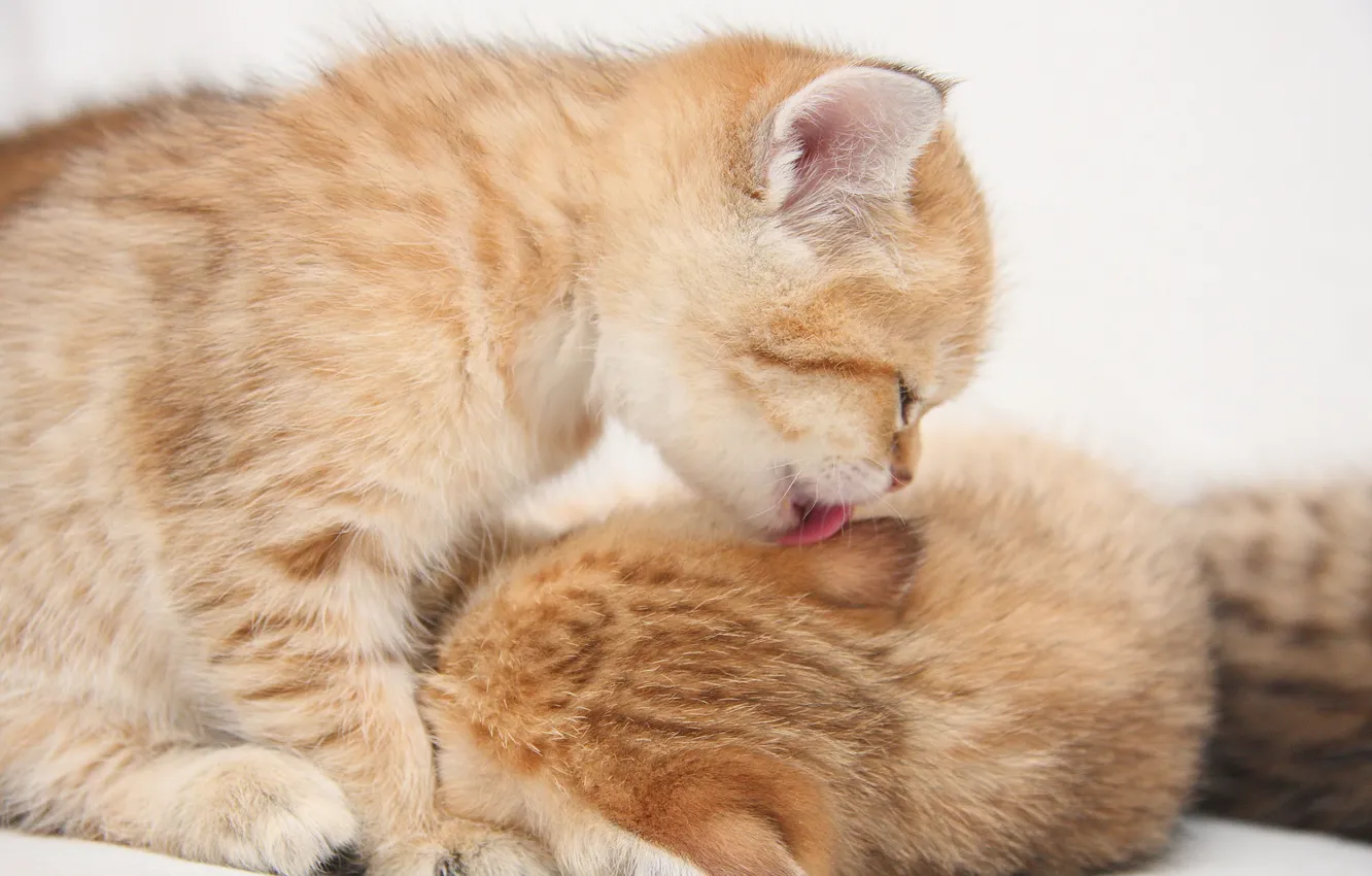 Photo wallpaper cat, cat, kitty