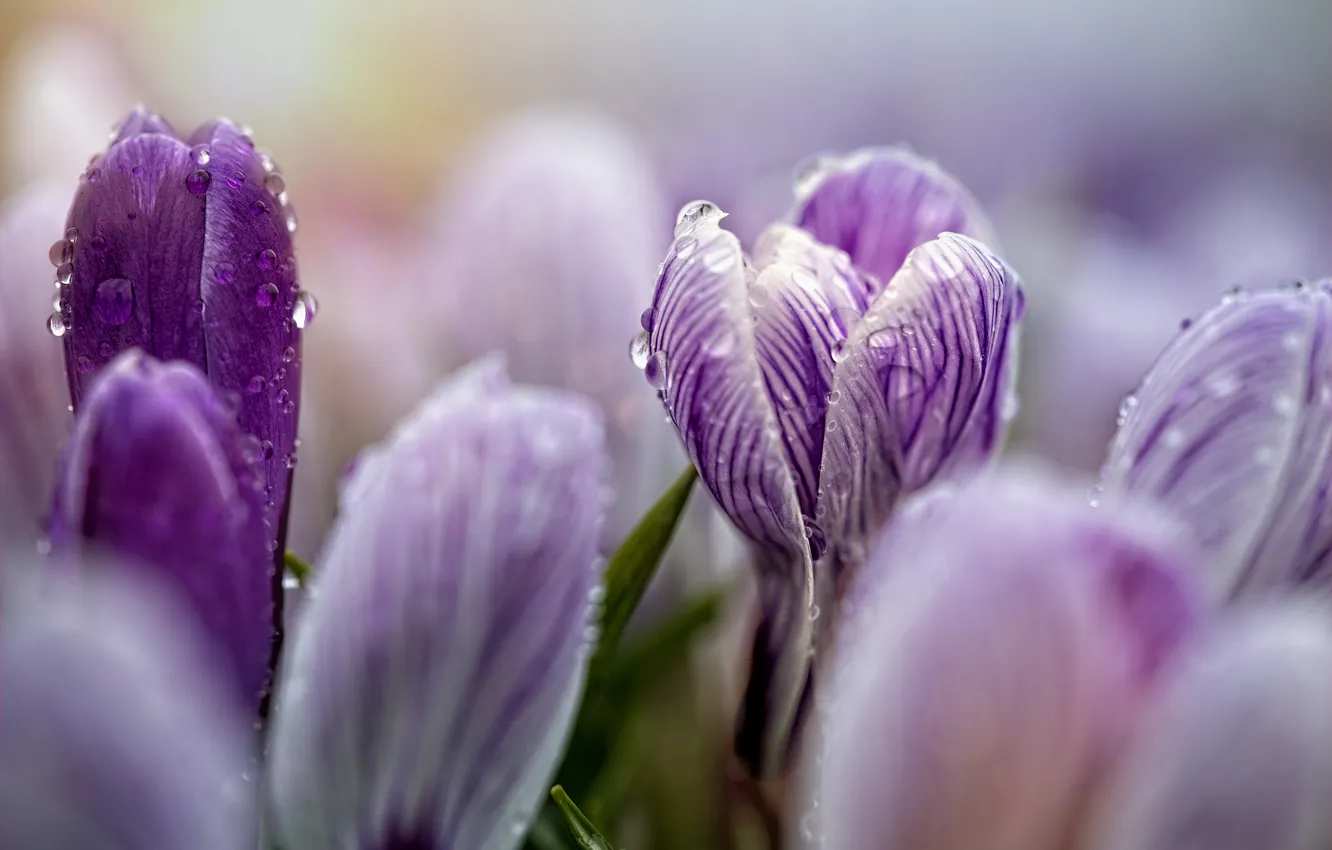 Photo wallpaper Rosa, spring, crocuses, spring flowers