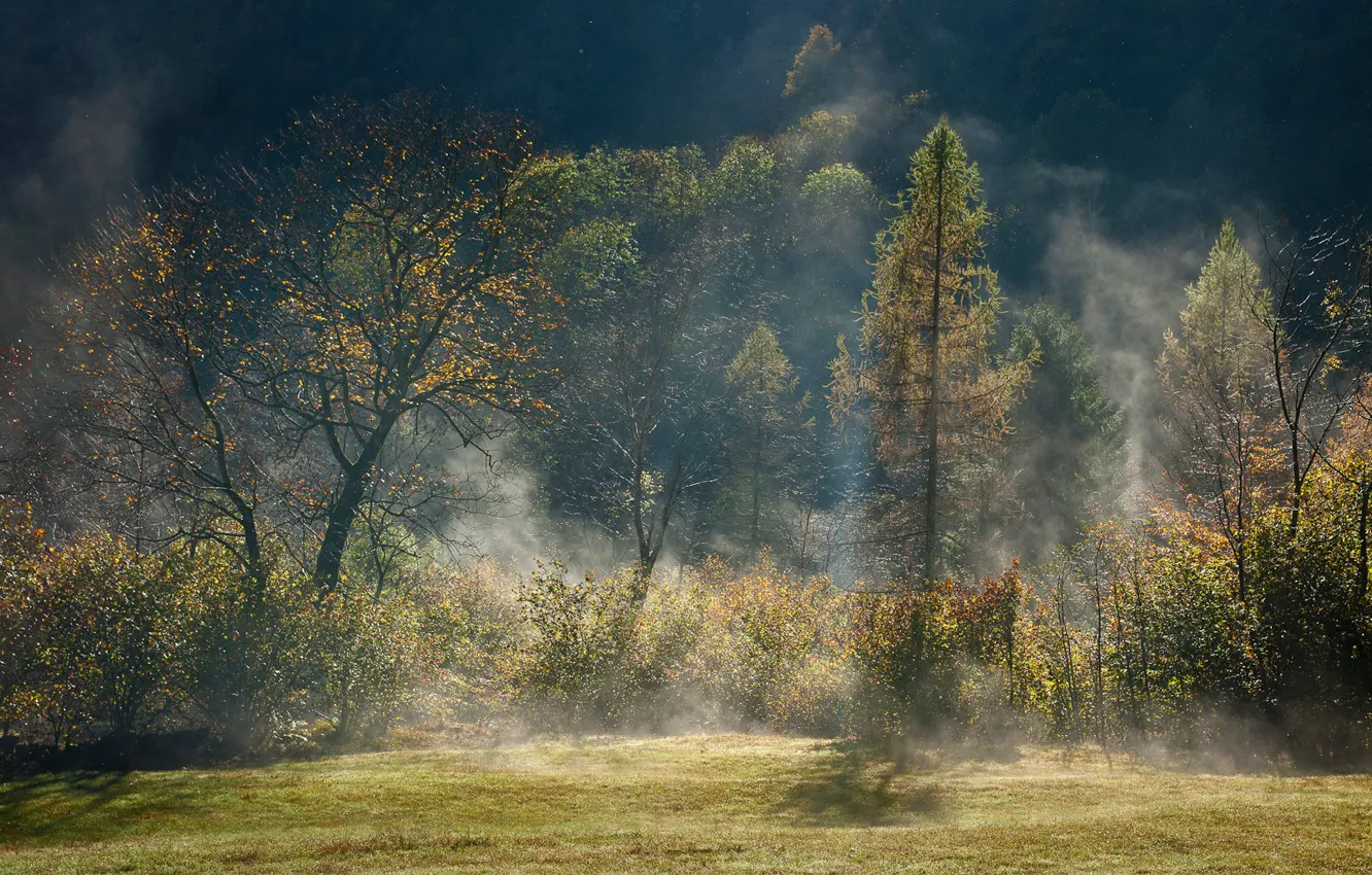 Photo wallpaper autumn, forest, light, trees, fog, haze
