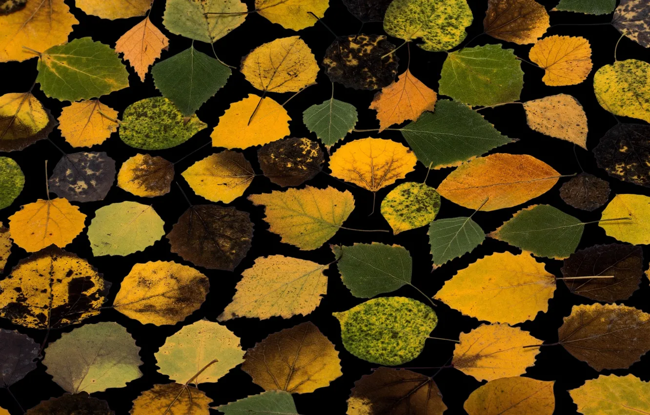 Photo wallpaper autumn, leaves, background