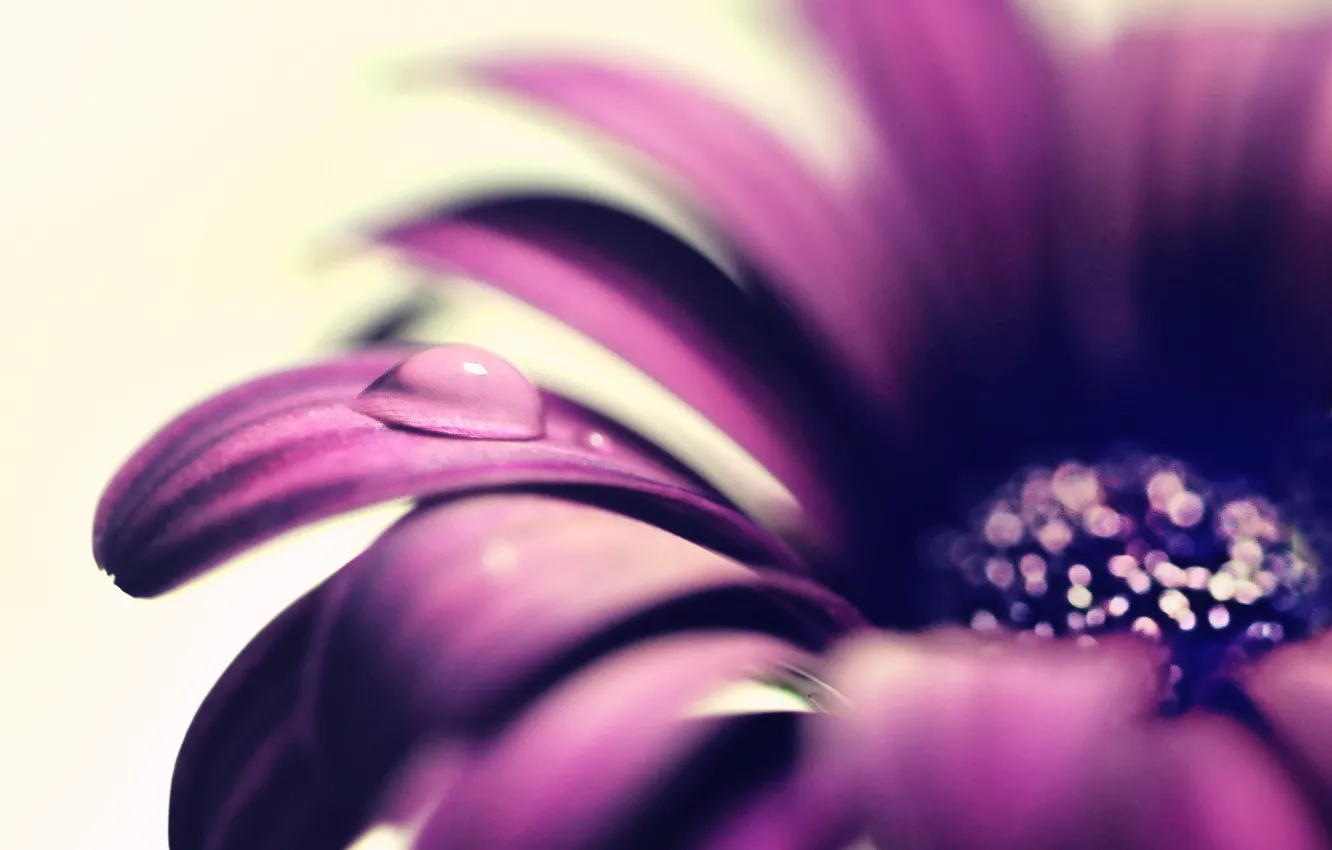 Photo wallpaper flower, purple, water, macro, flowers, Rosa, background, widescreen