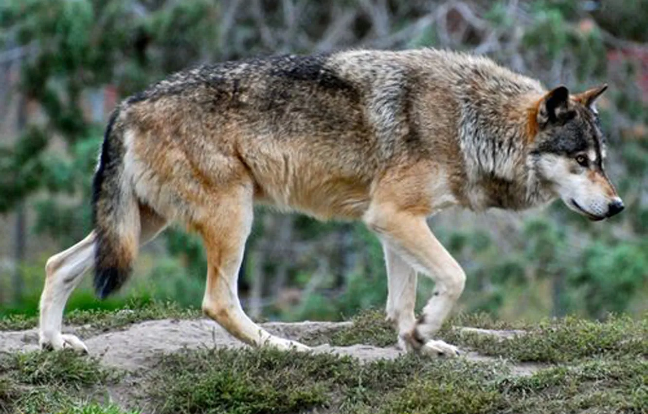 Photo wallpaper nature, snow, predator, face, animal, wolf, wildlife, portrait