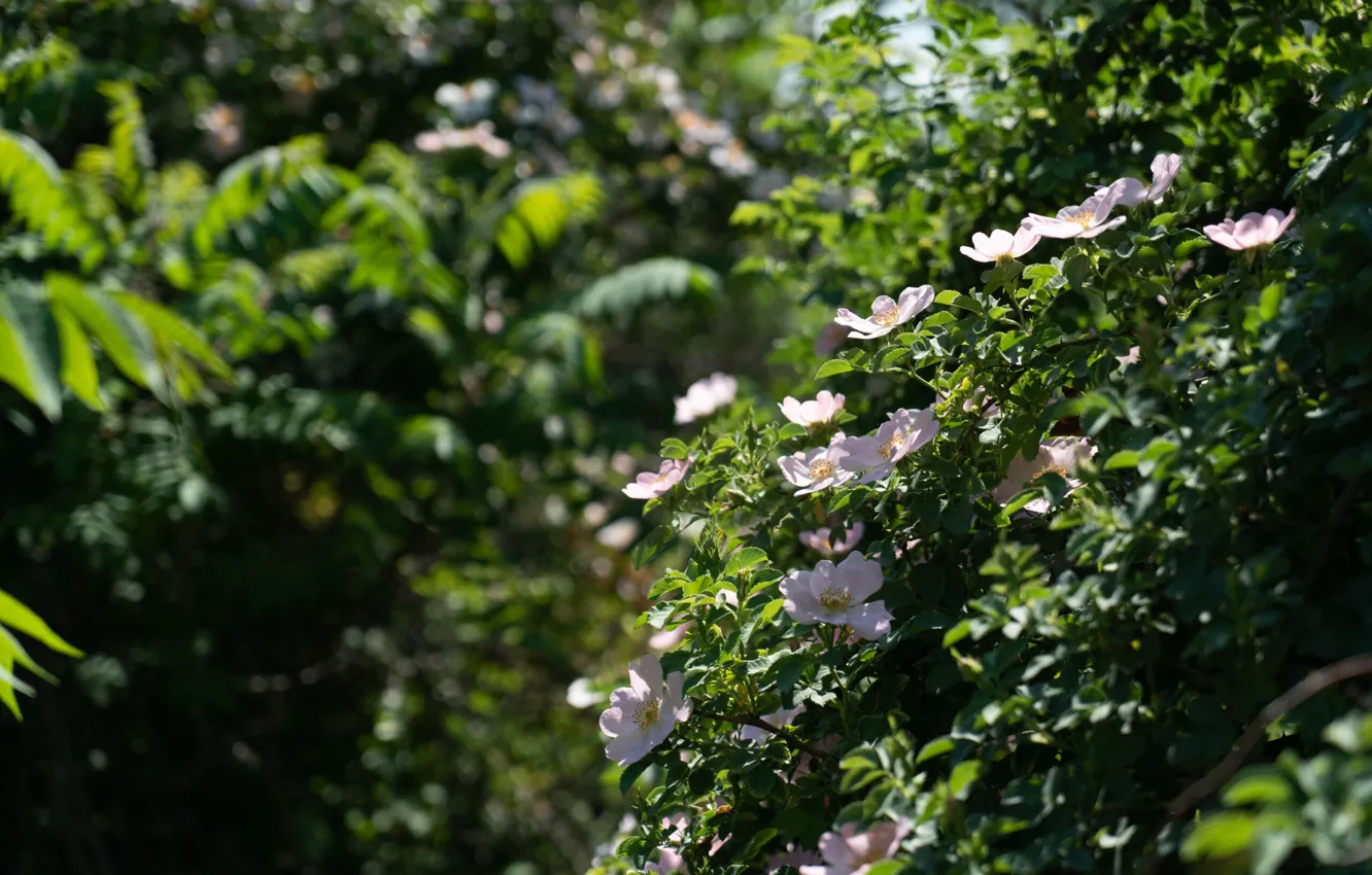 Photo wallpaper flowers, nature, garden, nature, flowers, garden