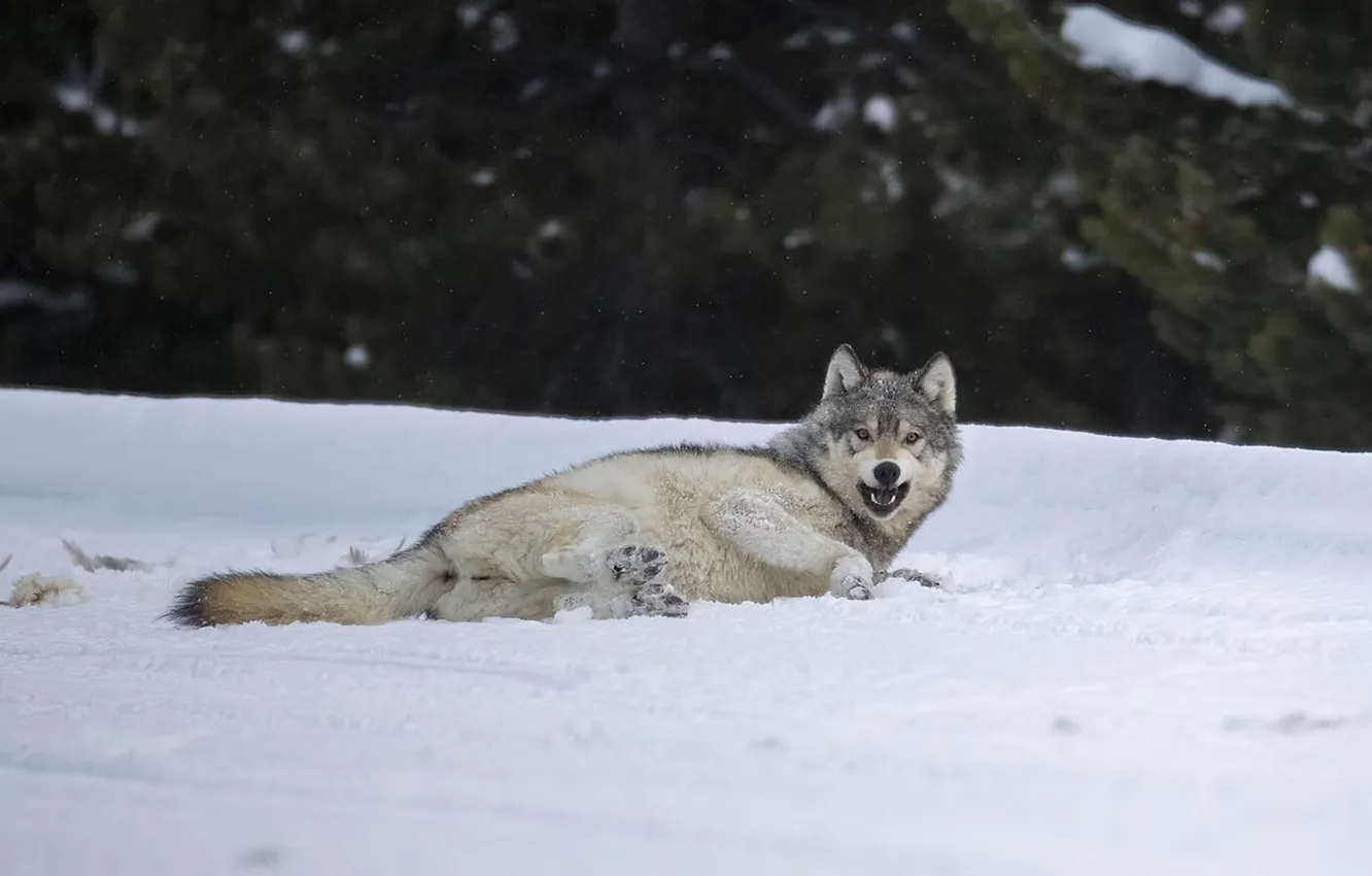 Photo wallpaper nature, face, animal, wolf, wildlife, head, fur, mammal